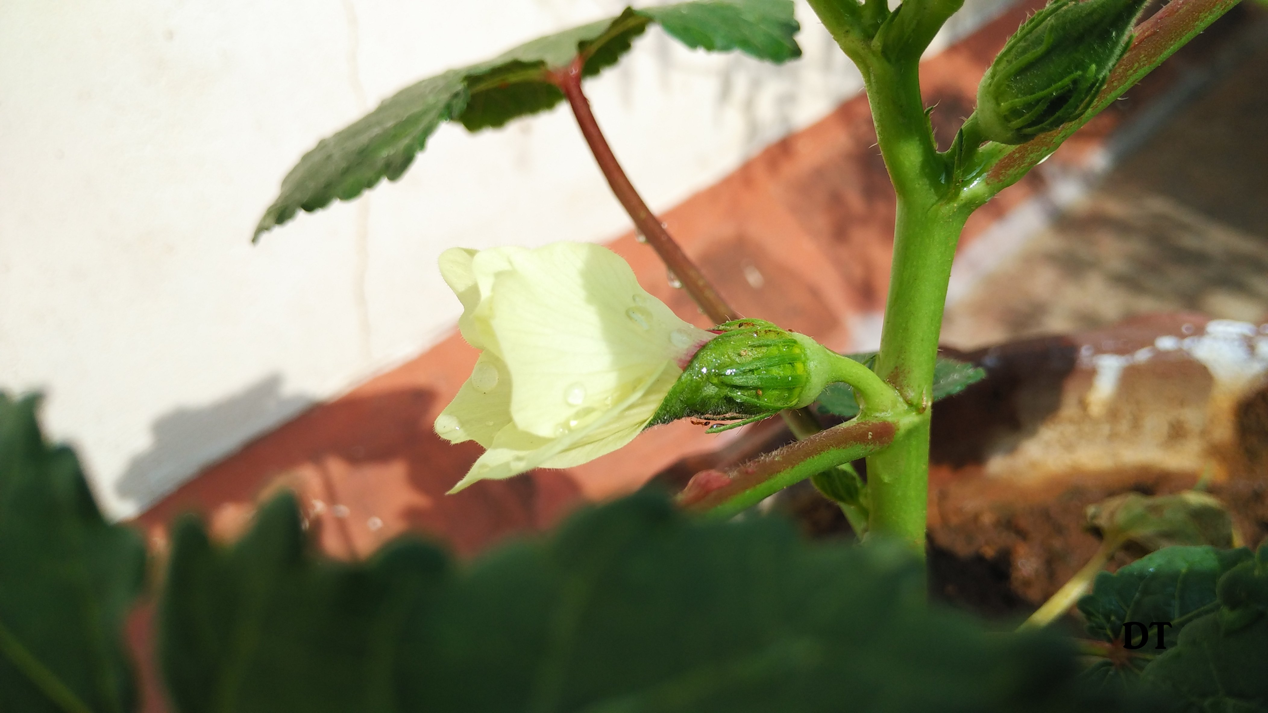 Growing lady's finger in containers Okra Planting and Harvesting