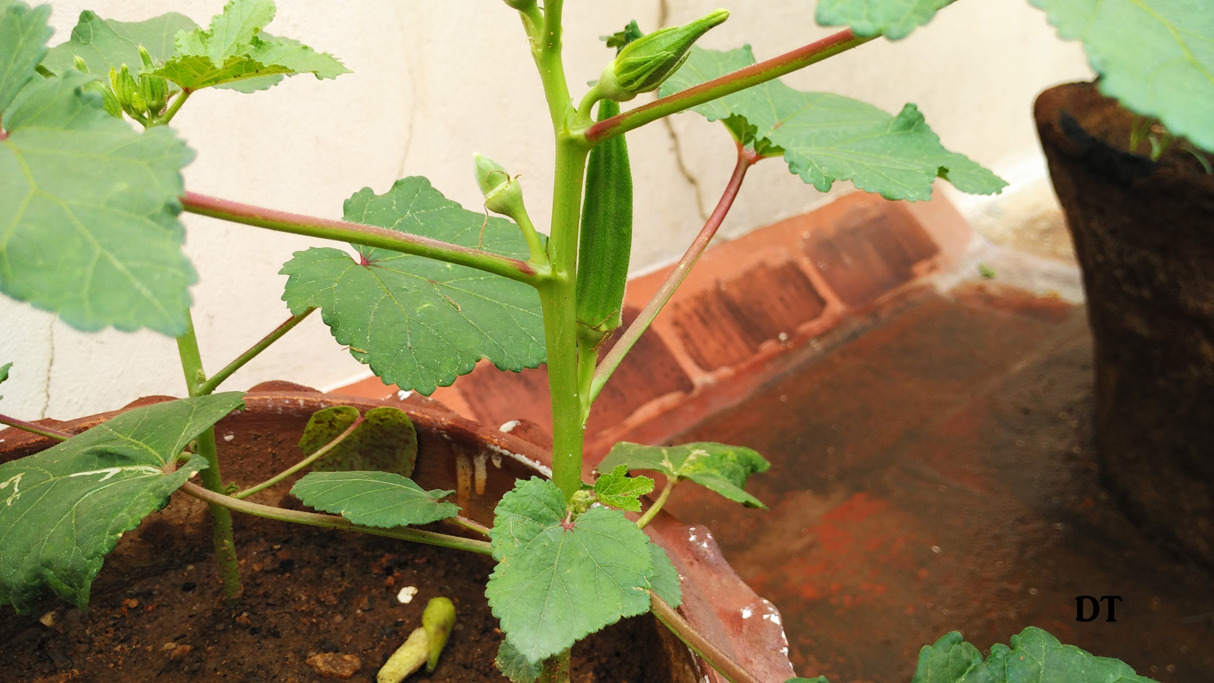 Growing lady's finger in containers Okra Planting and Harvesting