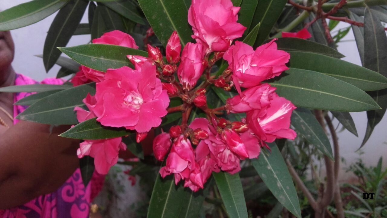 AMMAMMAS GARDEN
