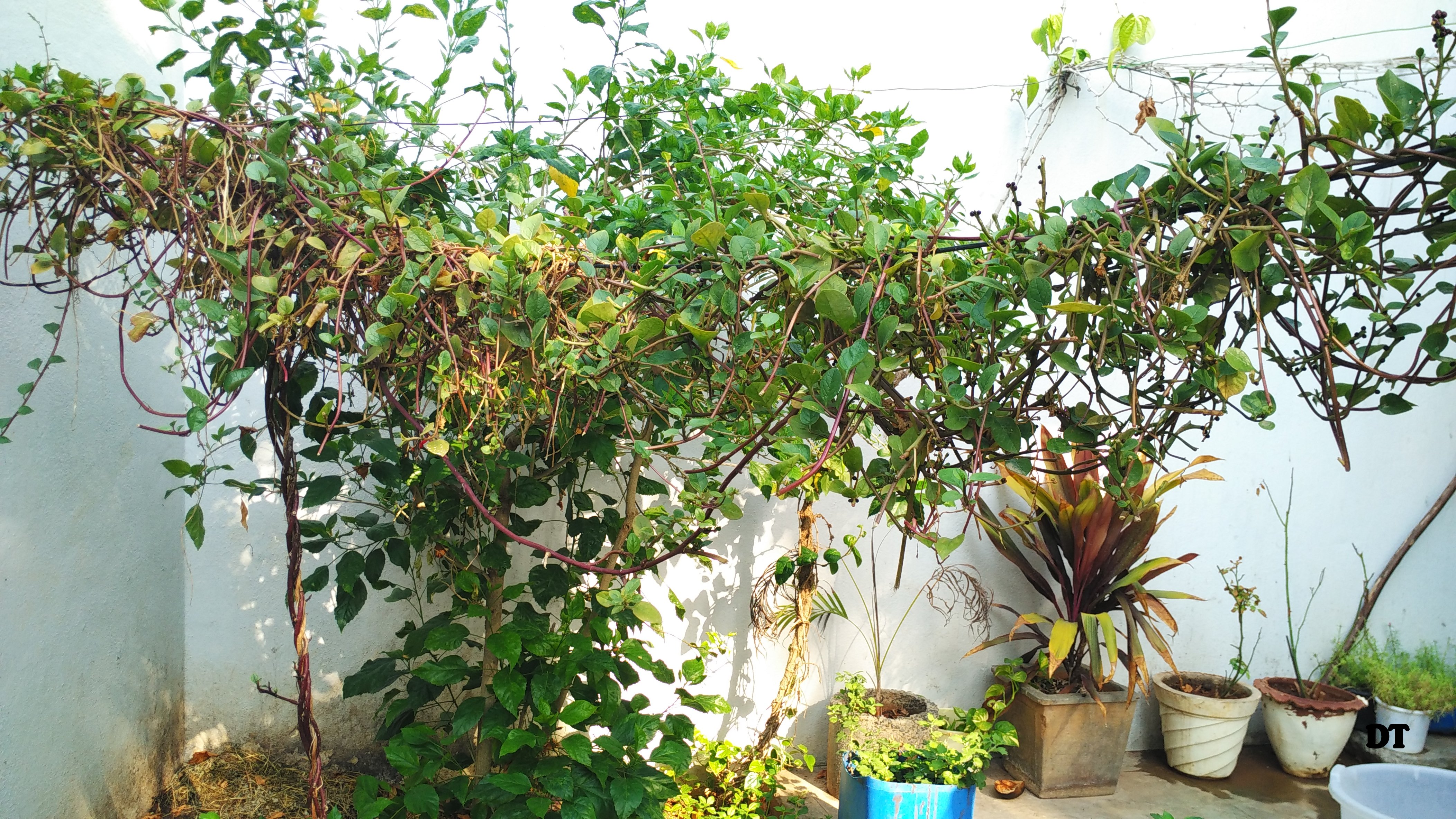 AMMAMMAS GARDEN