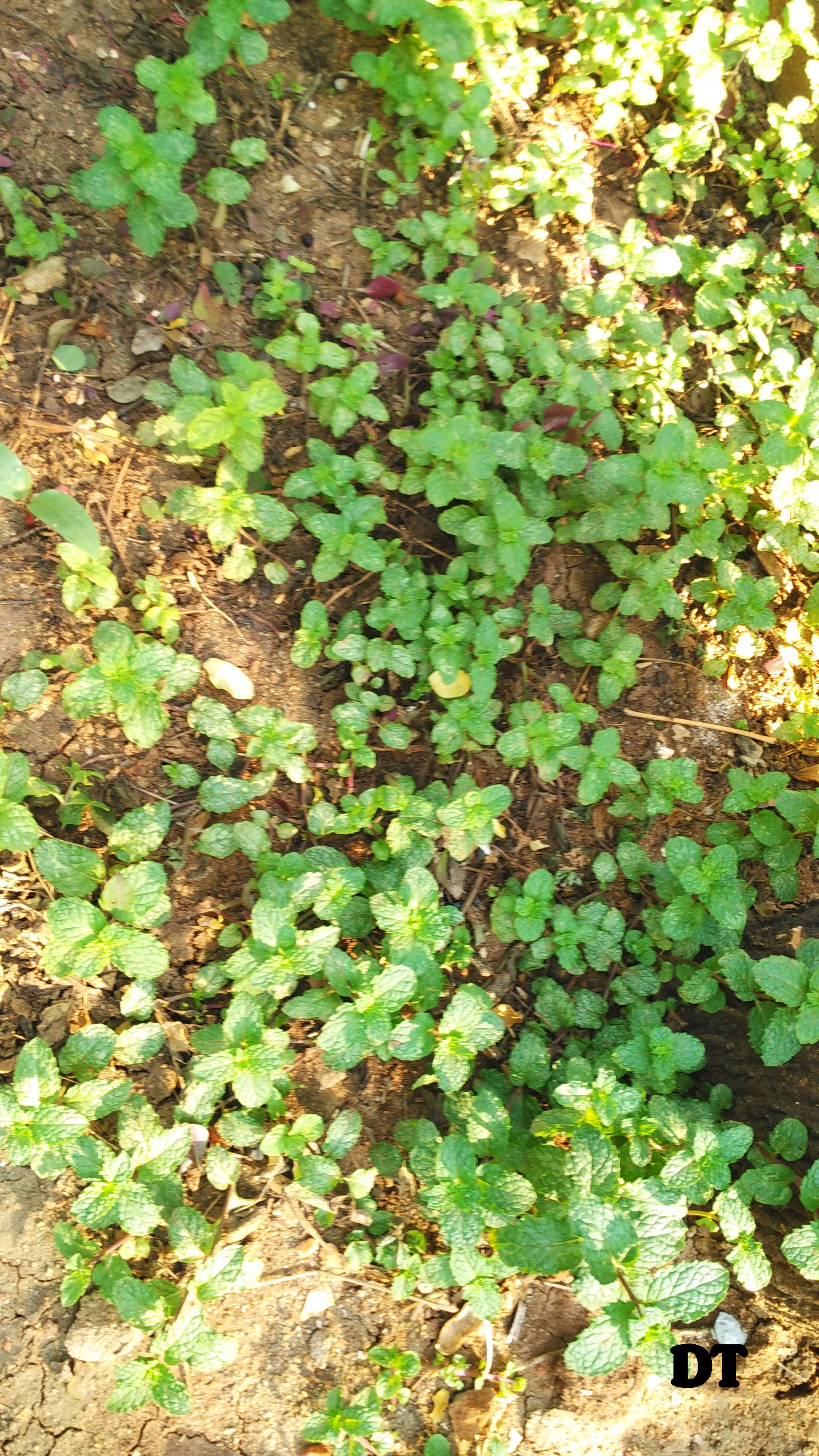 garden weeds