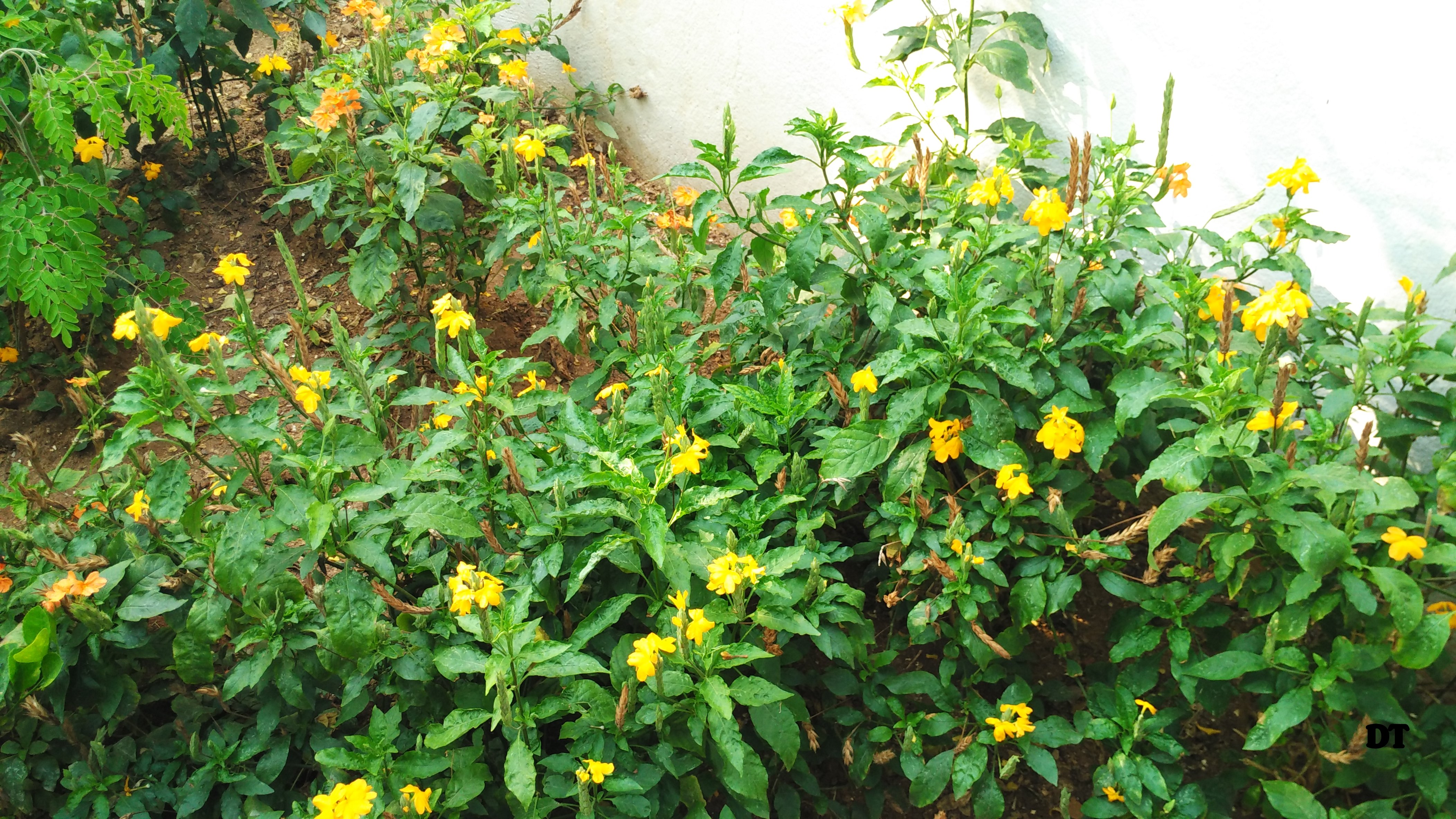 AMMAMMAS GARDEN