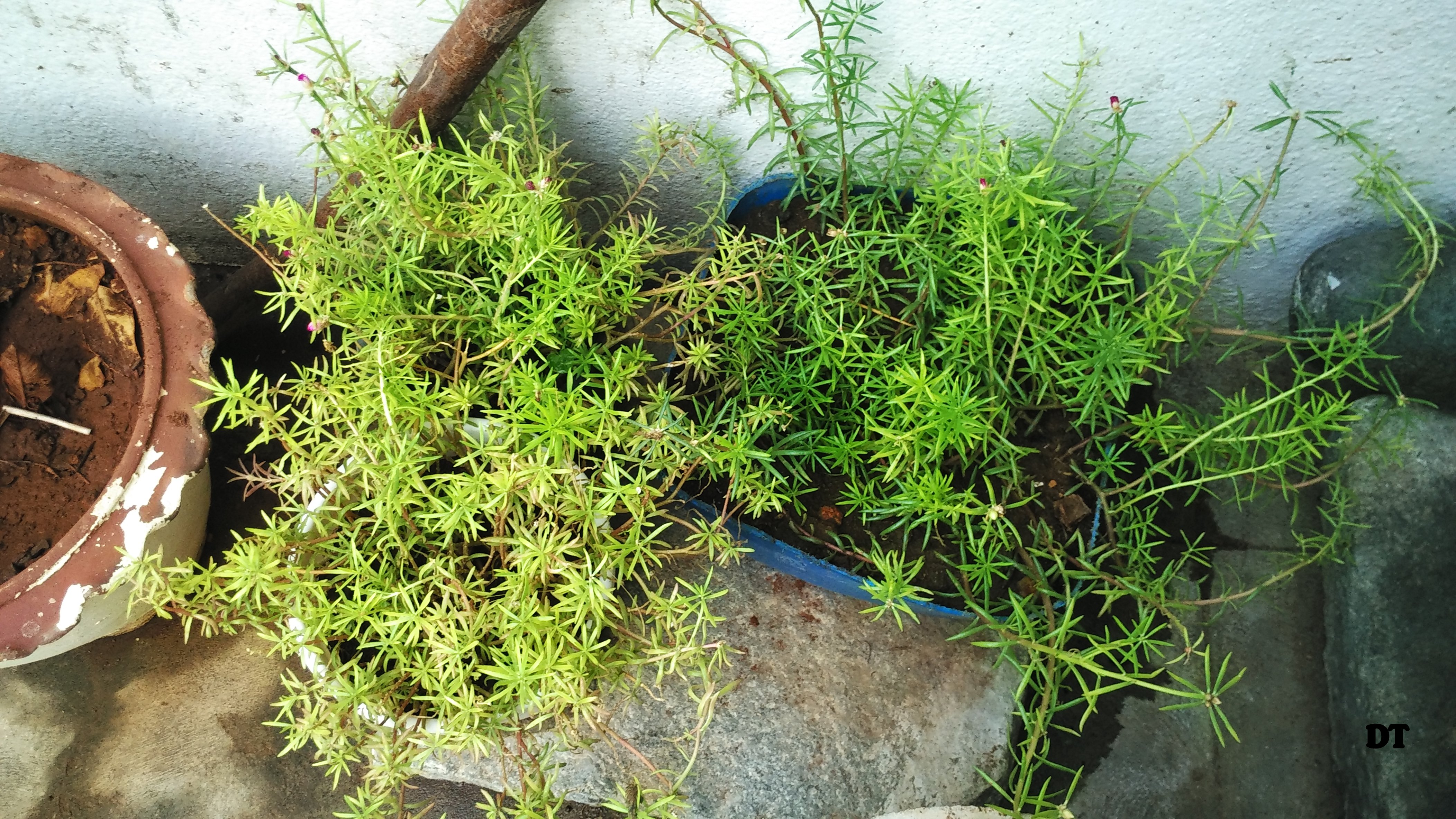 AMMAMMAS GARDEN