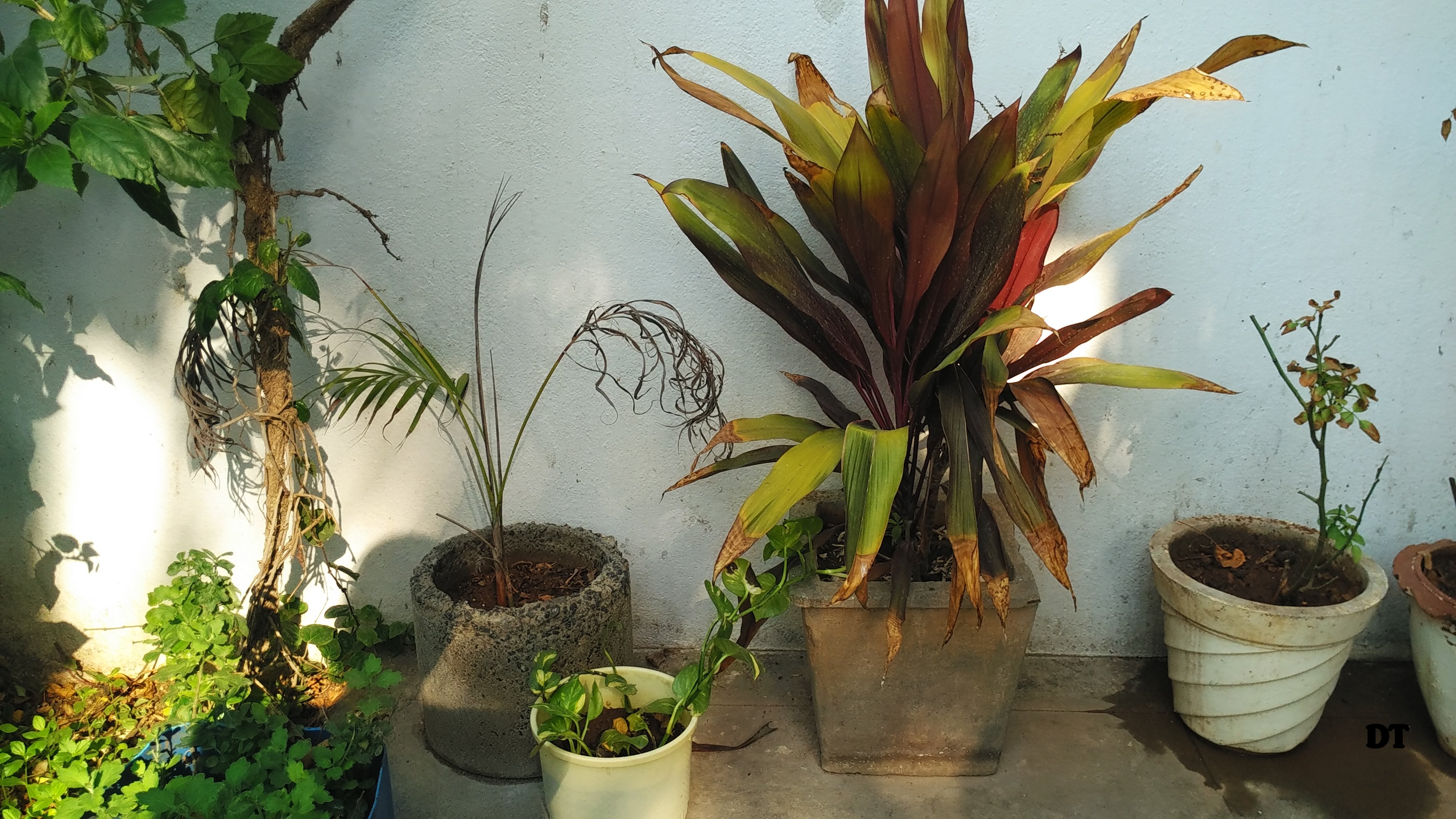 AMMAMMAS GARDEN