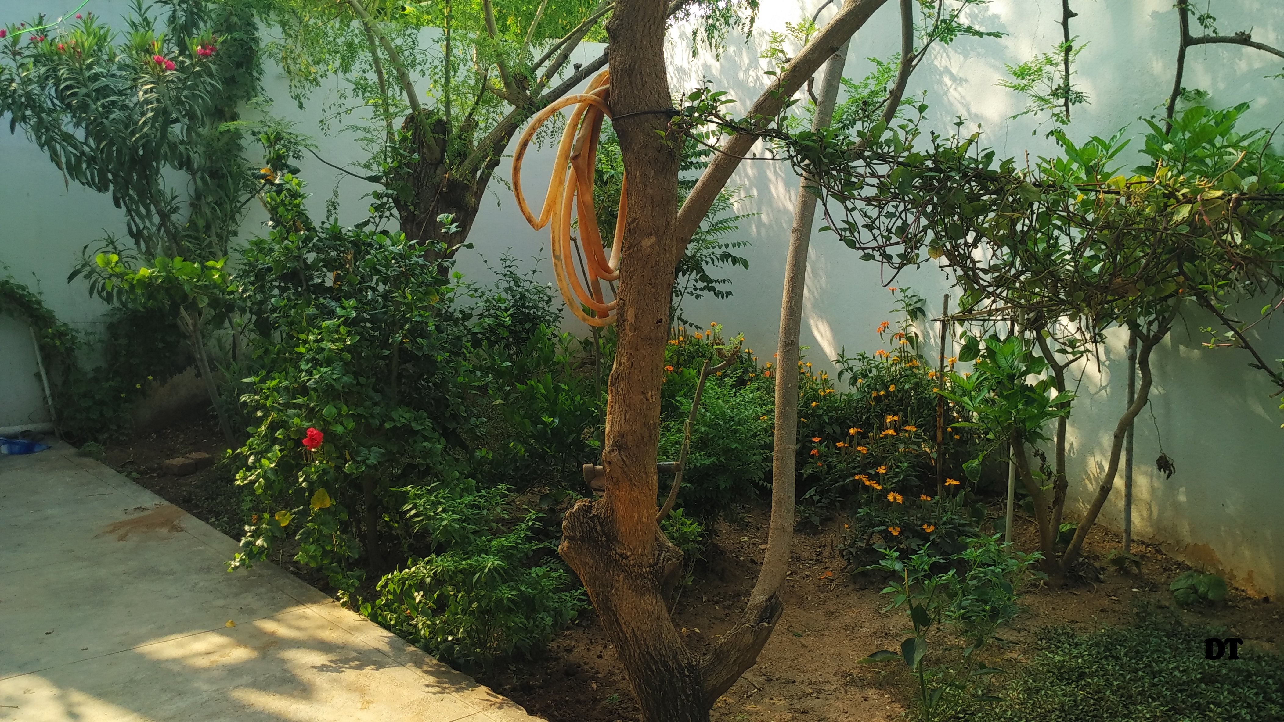 A WALK AROUND AMMAMMAS GARDEN