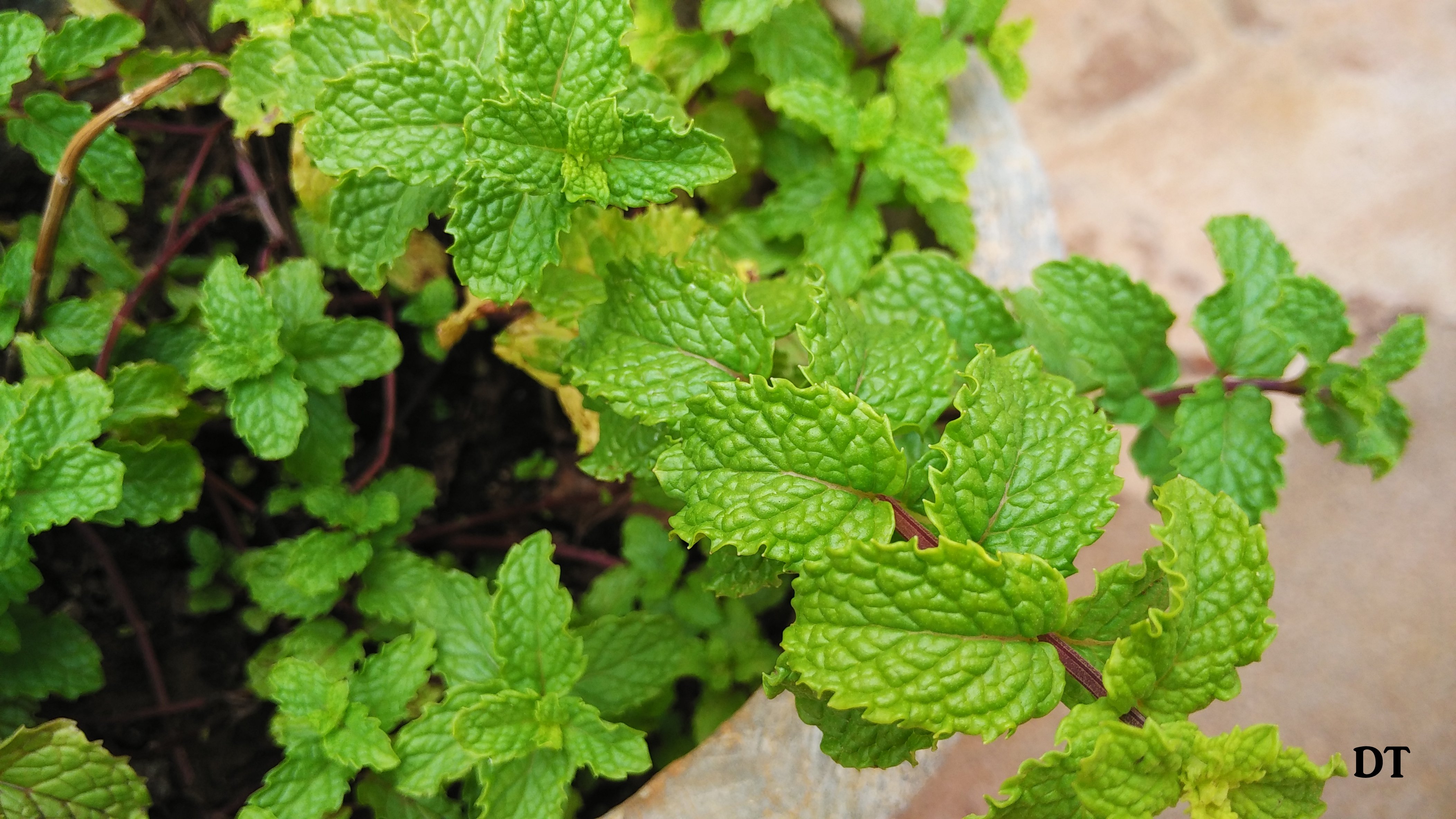 ALL ABOUT GROWING MINT