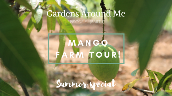 Gardens Around Me | Mango Farm Tour | Field Trip | Episode-2