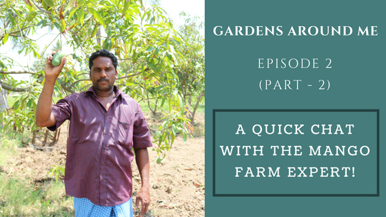 How to grow mango trees? | Gardens Around me | Episode 2 (part 2)