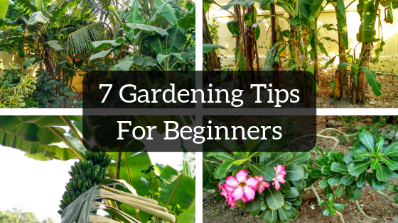 7 Gardening tips for Beginners | Gardens Around Me | Episode-3 (part 2)